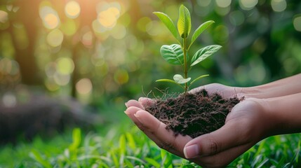 Wall Mural - Earth Day In the hands of trees growing seedlings. Bokeh green Background Female hand holding tree on nature field grass Forest