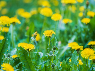 Wall Mural - Field of yellow dandelions. Taraxacum officinale, the common dandelion