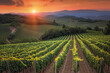 Vineyard landscape for wine