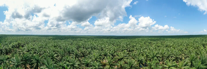 Wall Mural - Panorama view of palm oil plantation At Sandakan Sabah, Borneo. Aerial view