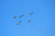 Sandhill cranes (Grus canadensis) in flight; Crane Trust; Nebraska