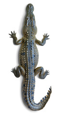 Wall Mural - Top view of a crocodile on isolated background