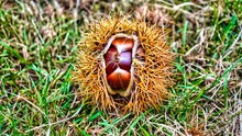 Chestnut Puddles On The Grass. Blue Mountains Australia. Chestnuts With Peelings. NSW Australia .