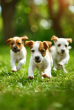 Fototapeta Psy - Joyful jack russell puppies frolicking on green grass near cozy home
