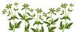 three-lobe beggarticks,trifid bur-marigold, field flower, vector drawing wild plants at white background, Bidens tripartita,floral border, hand drawn botanical illustration
