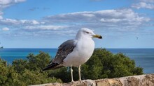 Closeup Of A White Seagull Sitting On A Rock With The Sea In The Background And A Clear Blue Sky