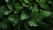 A lush green leaf texture