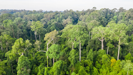 Wall Mural - Aerial view of the Borneo rainforest.