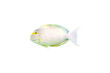 Close-up view of Acanthurus xanthopterus fish isolated on transparent background png file.