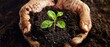 An image of hands holding soil with a sprouting seedling representing growth and hope