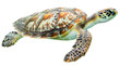 © PixMarket - Sea turtle isolated on transparent background