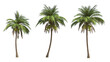 Coconut palm tree on transparency background .