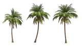 Coconut palm tree on transparency background .