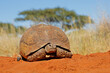 A leopard tortoise (Stigmochelys pardalis) in natural habitat, South Africa.