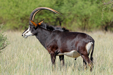 A magnificent sable antelope (Hippotragus niger) bull in natural habitat, Mokala National Park, South Africa.