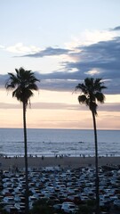 Poster - trees on the beach