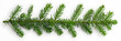 green fir and red holly berry background, Single fir branche. 
