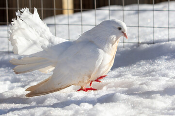 Sticker - Portrait of a white dove in the snow in winter