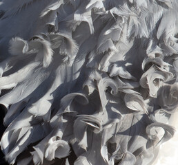 Wall Mural - Curly feathers of a bird as an abstract background. Texture