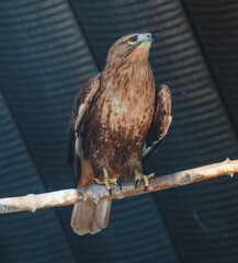 Poster - Portrait of an eagle in the zoo