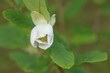 Species of flowering plant, Magnolia Siebold