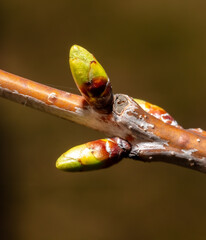 Sticker - Swollen cherry buds on a branch in spring