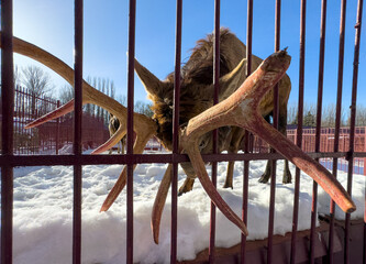 Wall Mural - Deer in the snow at the zoo in a cage