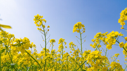 Wall Mural - rapeseed flower under the blue sky in springtime.