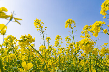 Wall Mural - rapeseed flower under the blue sky in springtime.