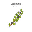 Cape myrtle, or African boxwood (Myrsine africana), medicinal and edible plant. Hand drawn botanical vector illustration