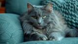 Fototapeta Koty -   Close-up of a feline lounging on a couch, with a blue chair visible both in the backdrop and the foreground