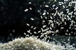 Japanese Rice flying explosion, white grain rices fall abstract fly