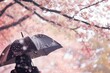 person with an open umbrella under a cherry blossom rain
