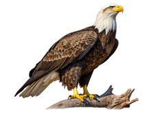 A Bald Eagle Standing On A Log
