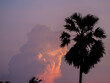 Silhouette of Sugar palm tree with magenta sky and clouds at dusk