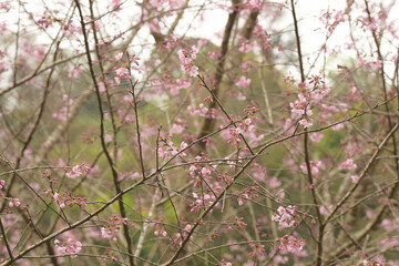 Wall Mural - Phaya suae flower or sakura flower in Thailand