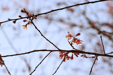 Wall Mural - Phaya suae flower or sakura flower in Thailand
