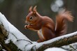 Darling red squirrel posing in the woodland as the universe's master.