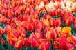 Colorful beautiful blooming red tulip at Lisse Holland Netherlands