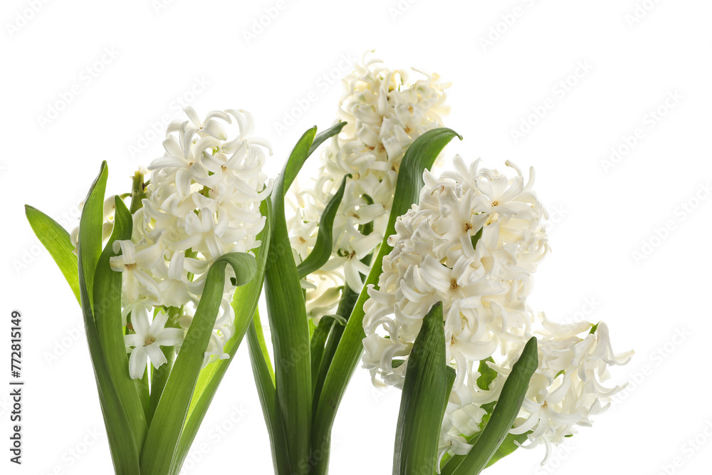 Beautiful white hyacinth flowers on white background