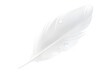 White feather with water drops isolated on transparent background.