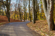Autumn trees and fallen leaves on the road.