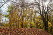 Autumn trees and fallen leaves.