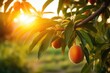 mango on the tree in the garden at sunset concept,  A branch with natural mango against a blurred background, Ai generated