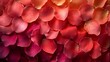 Close-up of red and pink rose petals