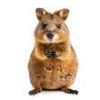 Quokka in natural pose isolated on white background, photo realistic