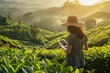 A woman in a hat interacts with a tablet amidst the vibrant greenery of a tea plantation bathed in morning sunlight.