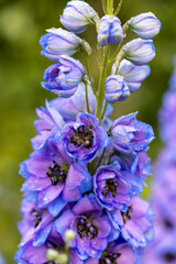 Wall Mural - Blue Delphinium with water drops macro