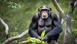 a dominant alpha male chimpanzee keeping a watchfu upscaled 87