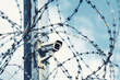 security camera behind barbed wire on a metal pole